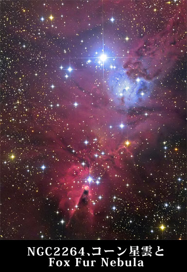 NGC2264、コーン星雲とFox Fur Nebula