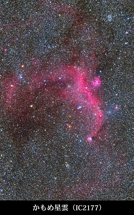 かもめ星雲（IC2177)